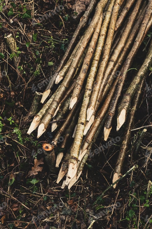 Preview: High angle close up of bunch of wooden stakes used in traditional hedge building.