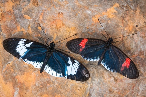 Preview: Top view of tropical butterflies on a rock surface