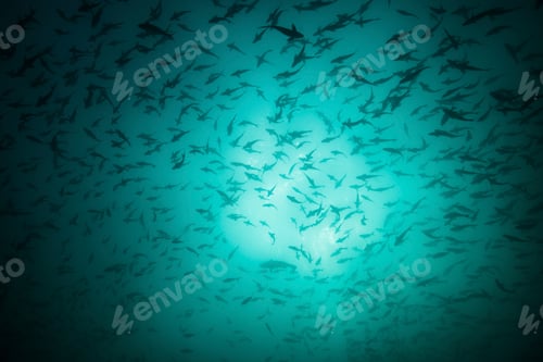 Preview: Fish being used as fish bait, Seymour, Galapagos, Ecuador, South America