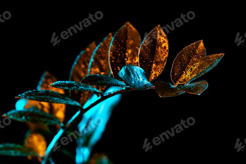 Preview: zamioculcas houseplant with water drops, isolated on black
