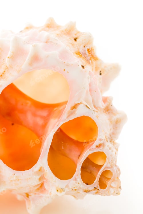 Preview: Sea shell