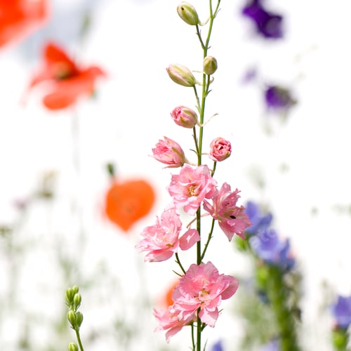 Preview: Wild flowers
