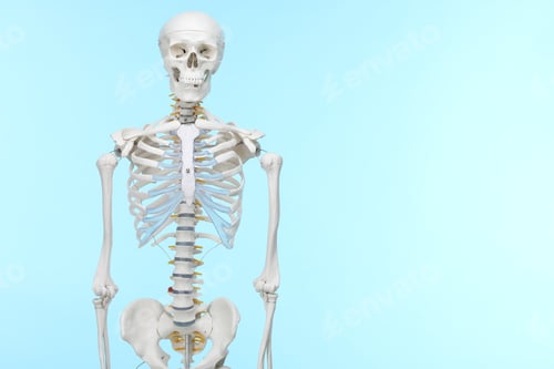 Preview: Artificial human skeleton model on light blue background, space for text