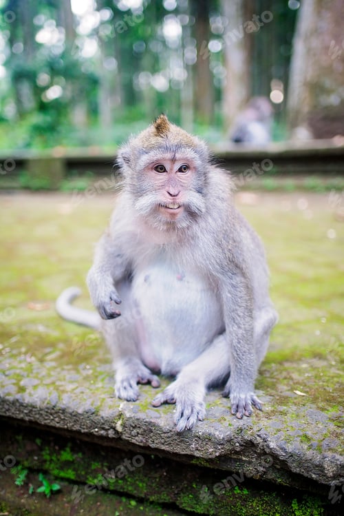 Preview: Monkey Sitting on a Stone Surface in Forest