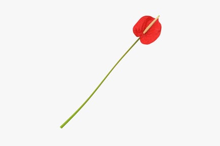 Preview: Anthurium Flower - Scarlet Spathe