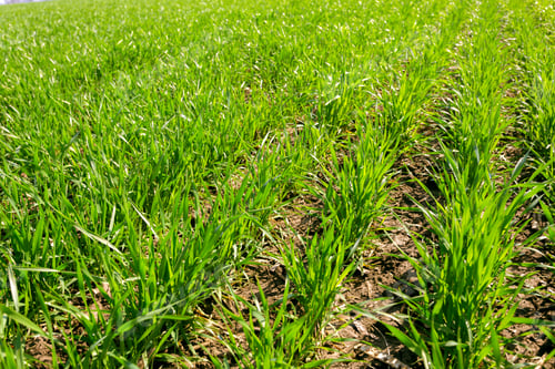 Preview: spring green field