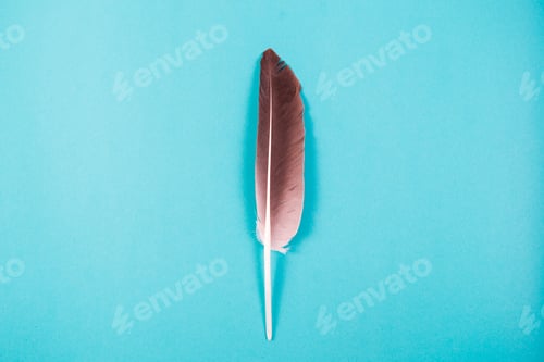 Preview: Feather isolated on blue background
