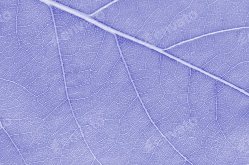 Preview: Macro leaf texture purple colorized with beautiful relief facture of plant, close up macro photo