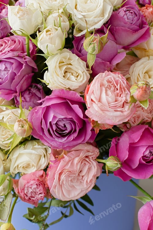 Preview: Pink purple white roses background.