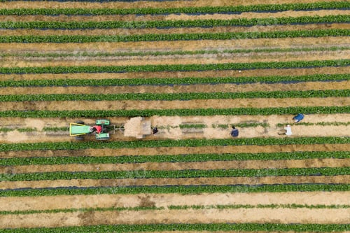 Preview: aerial view of farmers many workers with tractor arrange straw between rows of crops.