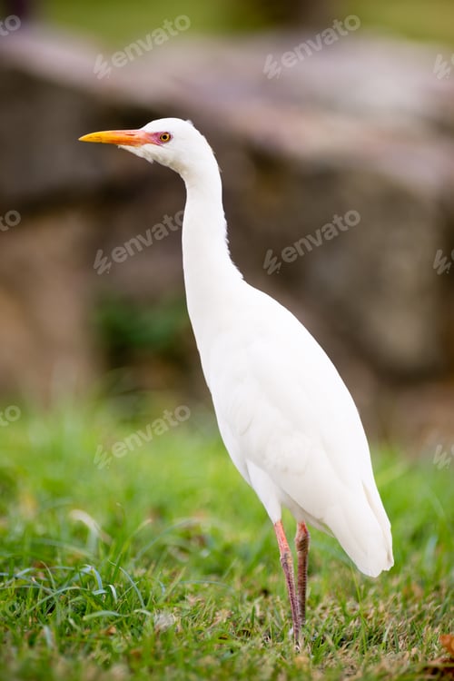 Preview: White Egret Wild Bird Oahu Hawaii Pacific Wildlife;