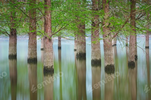Preview: flooded trees landscape at springtime. smooth water.