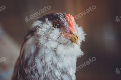 Preview: Ameraucana rooster