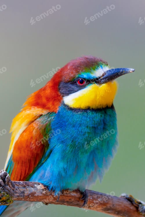 Preview: Bee-eater, Spain