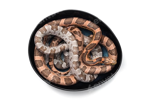 Preview: Corn snake isolated on white background