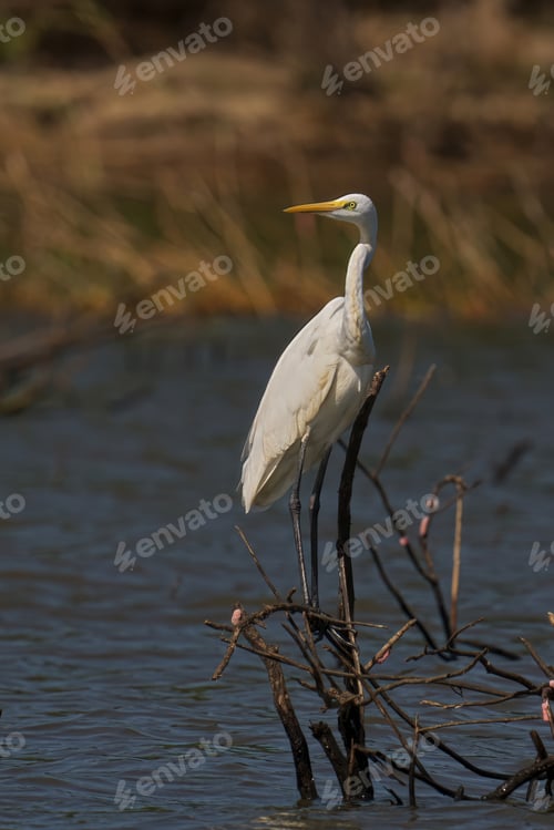 Preview: Great egret perched atop a tall tree branch, overlooking its surrounding area
