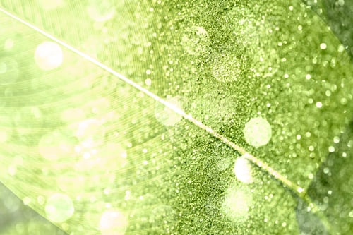 Preview: Calathea lutea leaf macro shot background