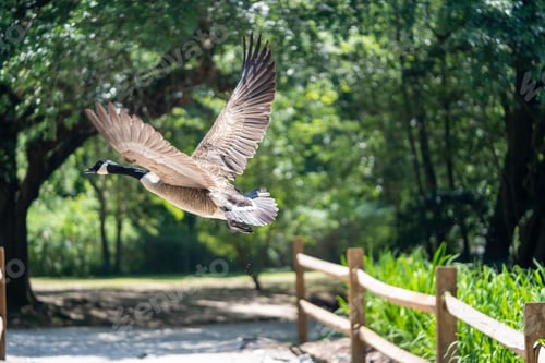 Preview: Brent goose (Branta bernicla) in motion near the Swan Lake Iris Gardens in Sumter, South Carolina