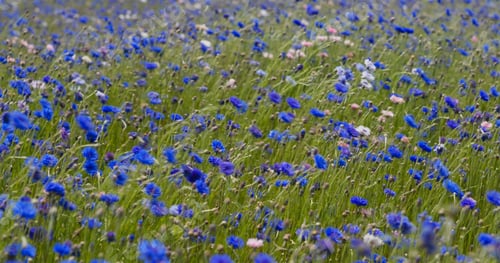 Preview: Blur cornflower field garden in countryside