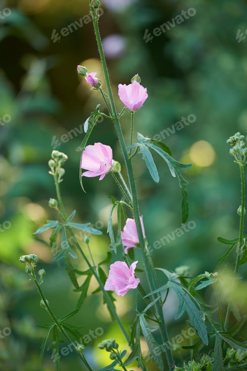 Preview: My garden