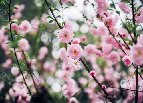 Preview: Close up pink plum flower blossom on tree in spring seasonal,natural background.dramtic tone filter.