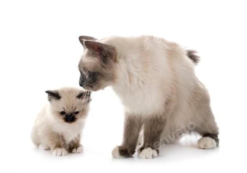 Preview: birman kitten and mother