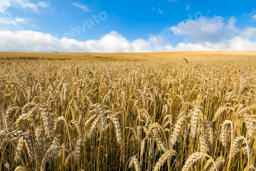 Preview: Landscape with warm colored yellow wheat crops on sunny day on rural farmland