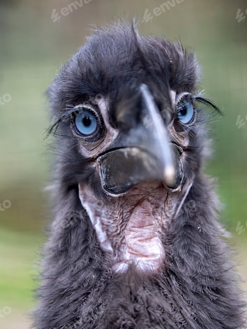 Preview: Young Southern ground hornbill