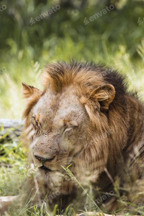 Preview: Lion in the Kruger National safari park in South Africa