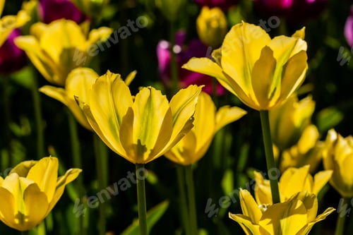 Preview: Macro of yellow tulips on a background of green grass