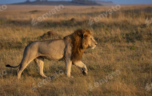 Preview: A Lion in Africa
