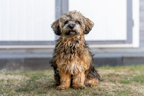 Preview: Tibetan Terrier sitting on grasslamd