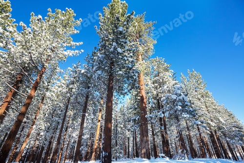 Preview: Winter forest