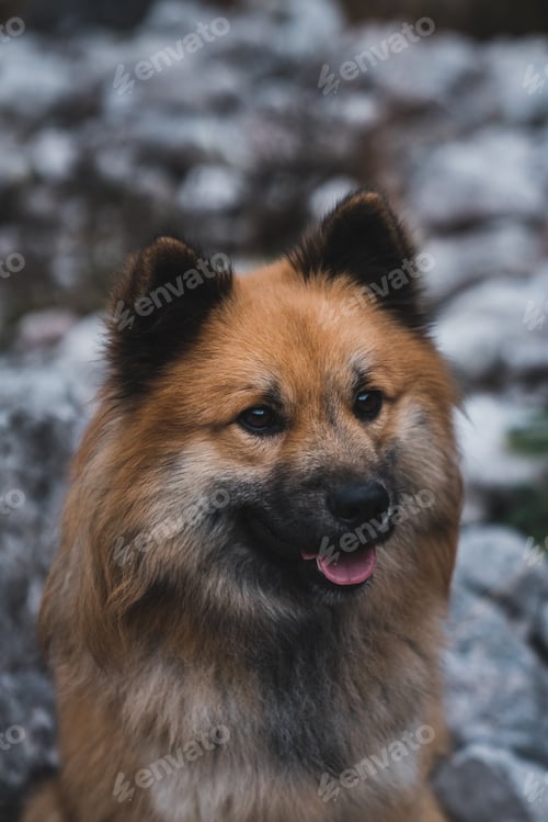 Preview: Cute dog sitting on stony ground
