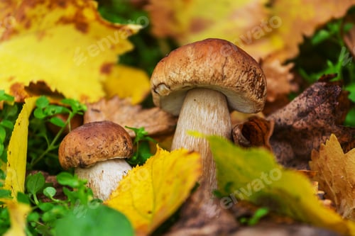 Preview: Mushroom in forest