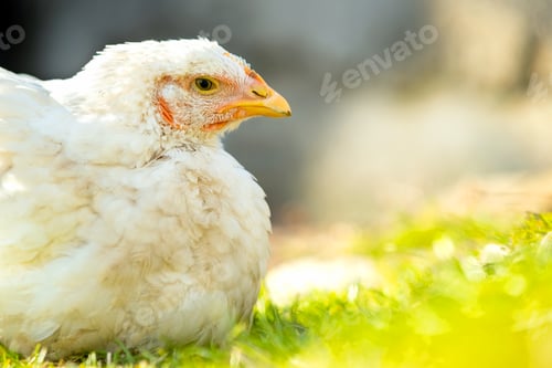 Preview: Hen feed on traditional rural barnyard. Close up of chicken sitting on barn yard