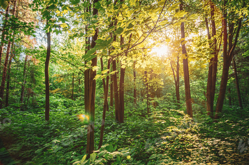 Preview: Spring Summer Sun Shining Through Canopy Of Tall Trees Woods. Upper Branches Of Trees