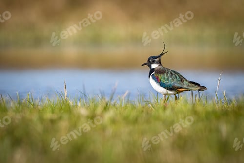 Preview: Cute lapwing (Vanellus vanellus) resting on the green grass with a lake in the blurred background
