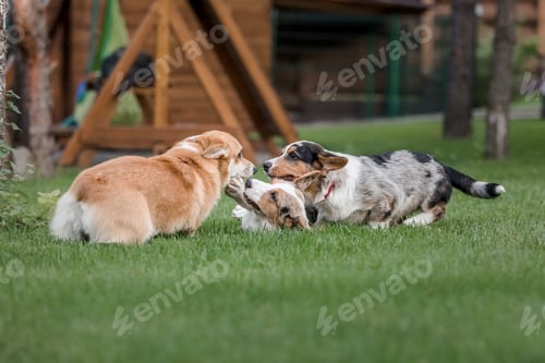 Preview: Happy and active purebred Welsh Corgi dog outdoors in the grass