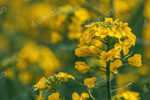 Preview: Closeup shot of beautiful yellow canola crop flower, rapeseed field in bloom