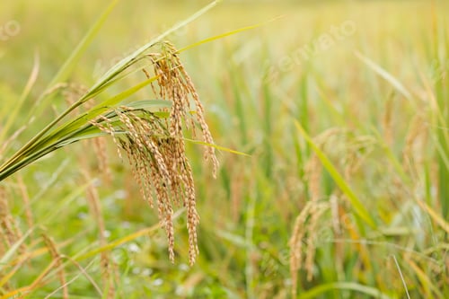 Preview: rice panicles with the grains turning yellow, ready for harvest.