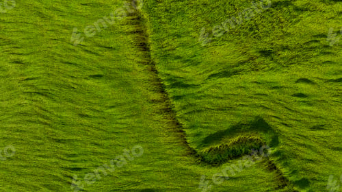 Preview: Aerial view of green rice field texture background. Rice plants bend down to cover ground