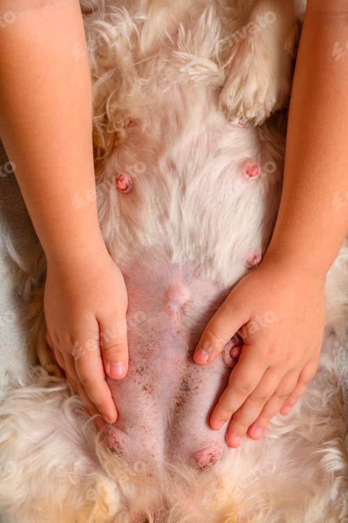 Preview: little boy holding hands on pregnant cavalier king charles spaniel dog belly listening to puppies mo