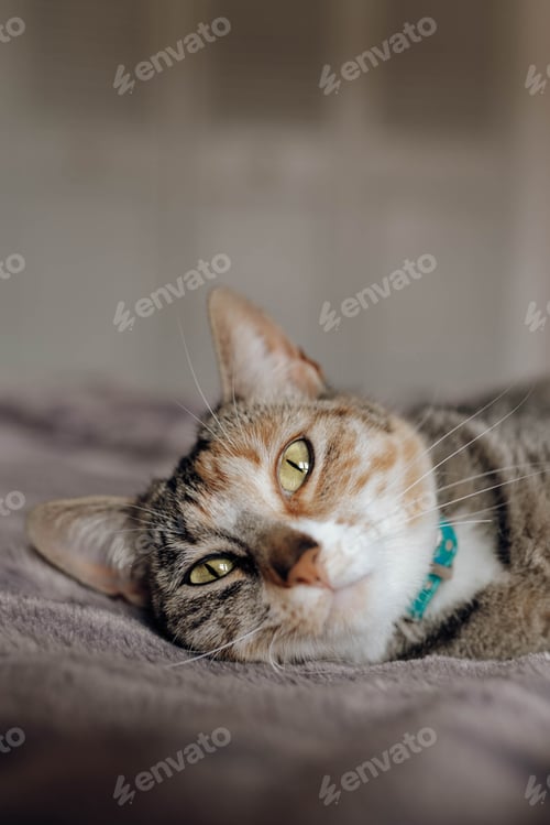 Preview: Cat lying on comfortable bed
