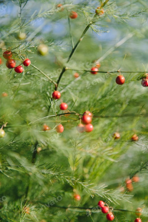 Preview: An asparagus plant, Asparagaceae, with tall stalks and light green ferny foliage. Red seeds.