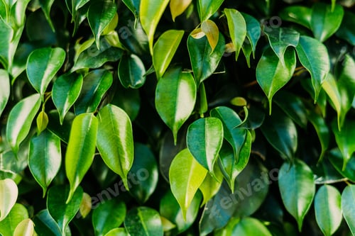 Preview: close-up shot of beautiful ficus leaves as background