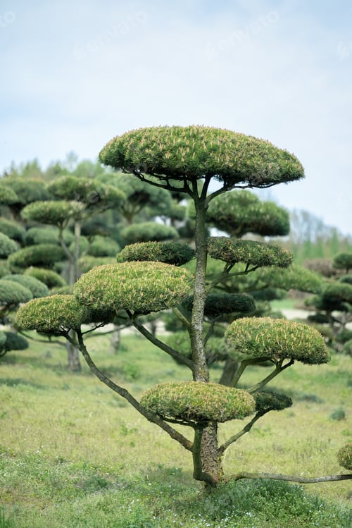 Preview: European bonsai spruce with needles and beautiful delicately trimmed branches