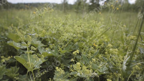 Preview: Summer morning with dew in the field, green nature and environment concept. Stock footage. Close up