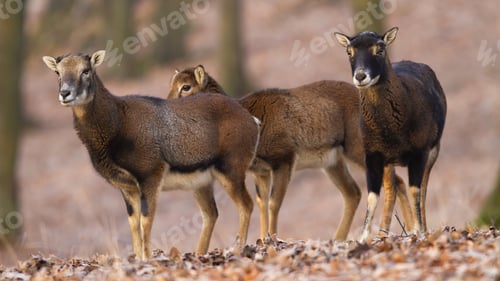 Preview: Group of mouflons looking inside forest in autumn nature