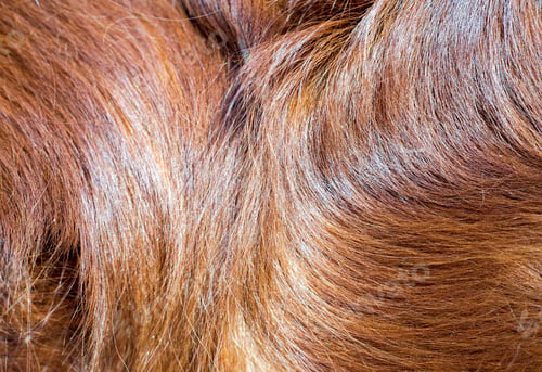 Preview: Dog fur background